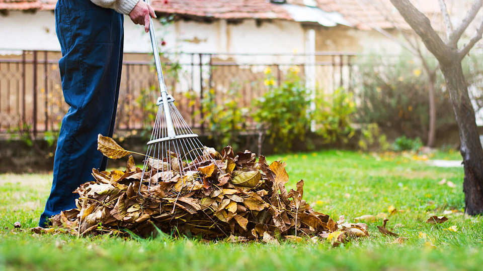 Gardening rake and leaves