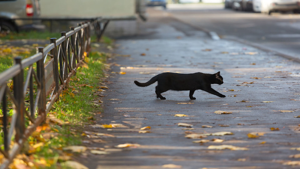 Newsroom - Cat crossing the road