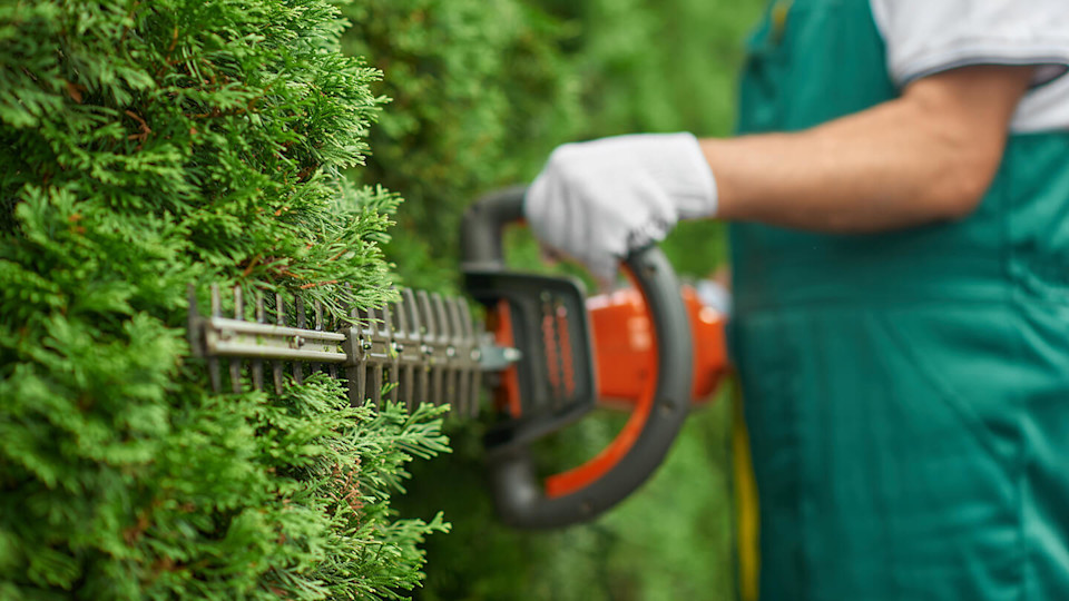 Close up of man hand with hedge trimmer cutting bushes.